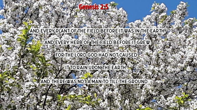 Genesis 2-5 5-19-19